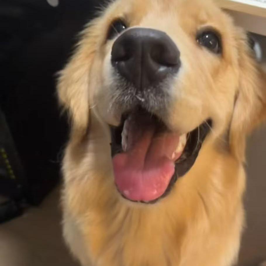 提拉不是米苏是金毛