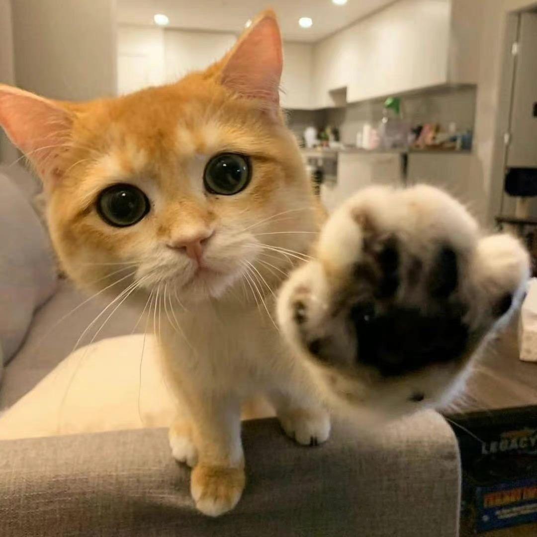 重生之我是小v脸