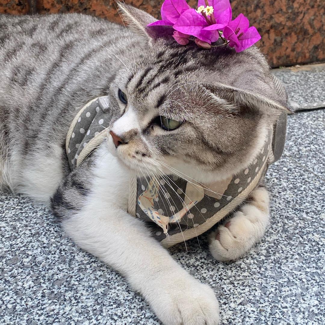 🐱柒柒