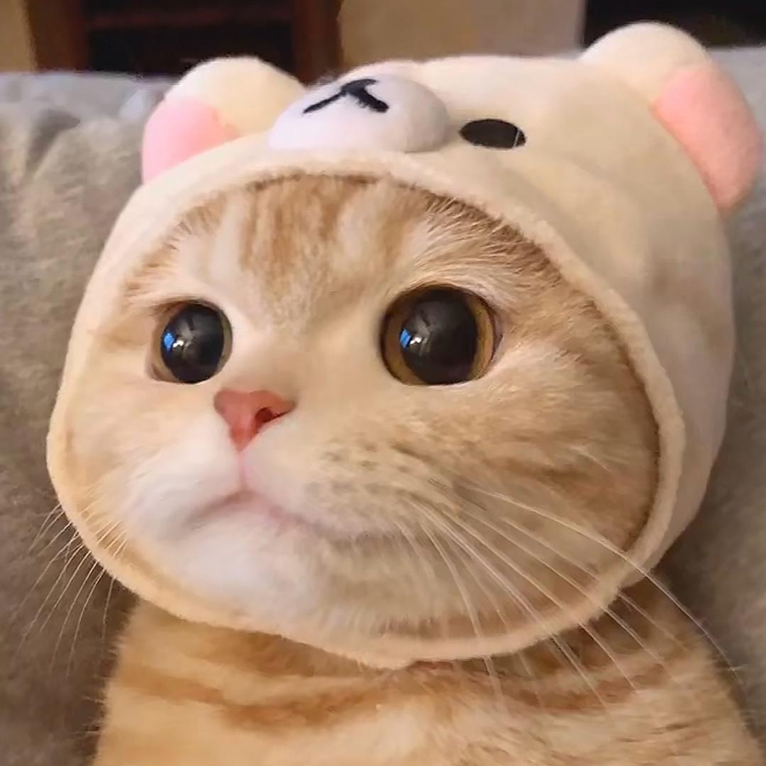 Meow！