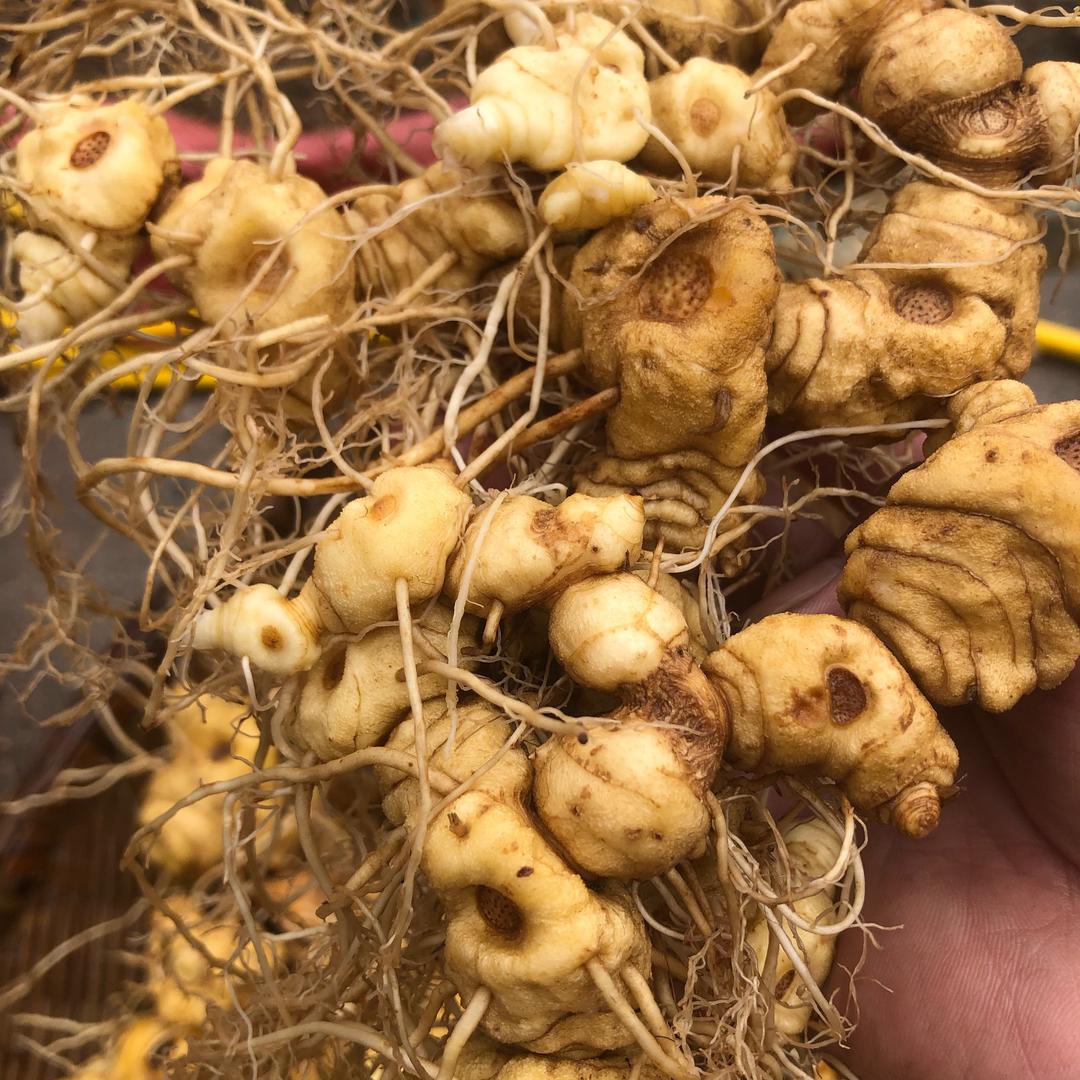 北丰成铭九制野生黄精