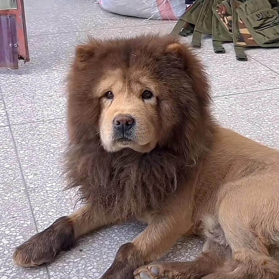 老情