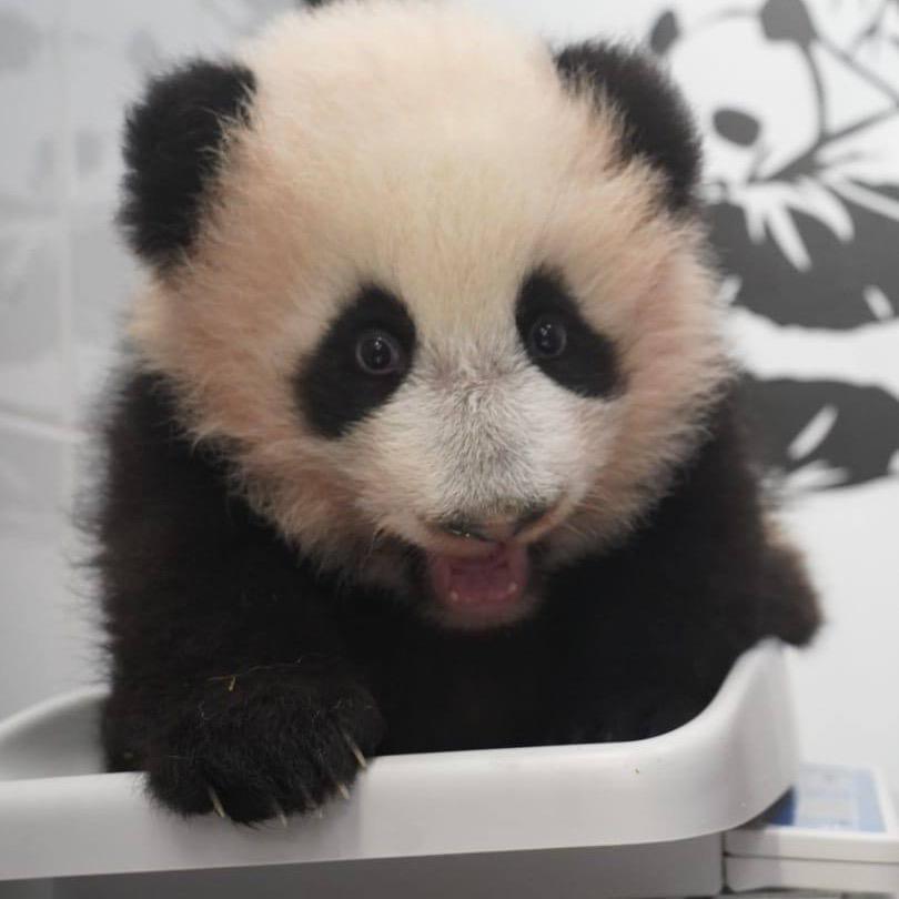 王企鹅🐧
