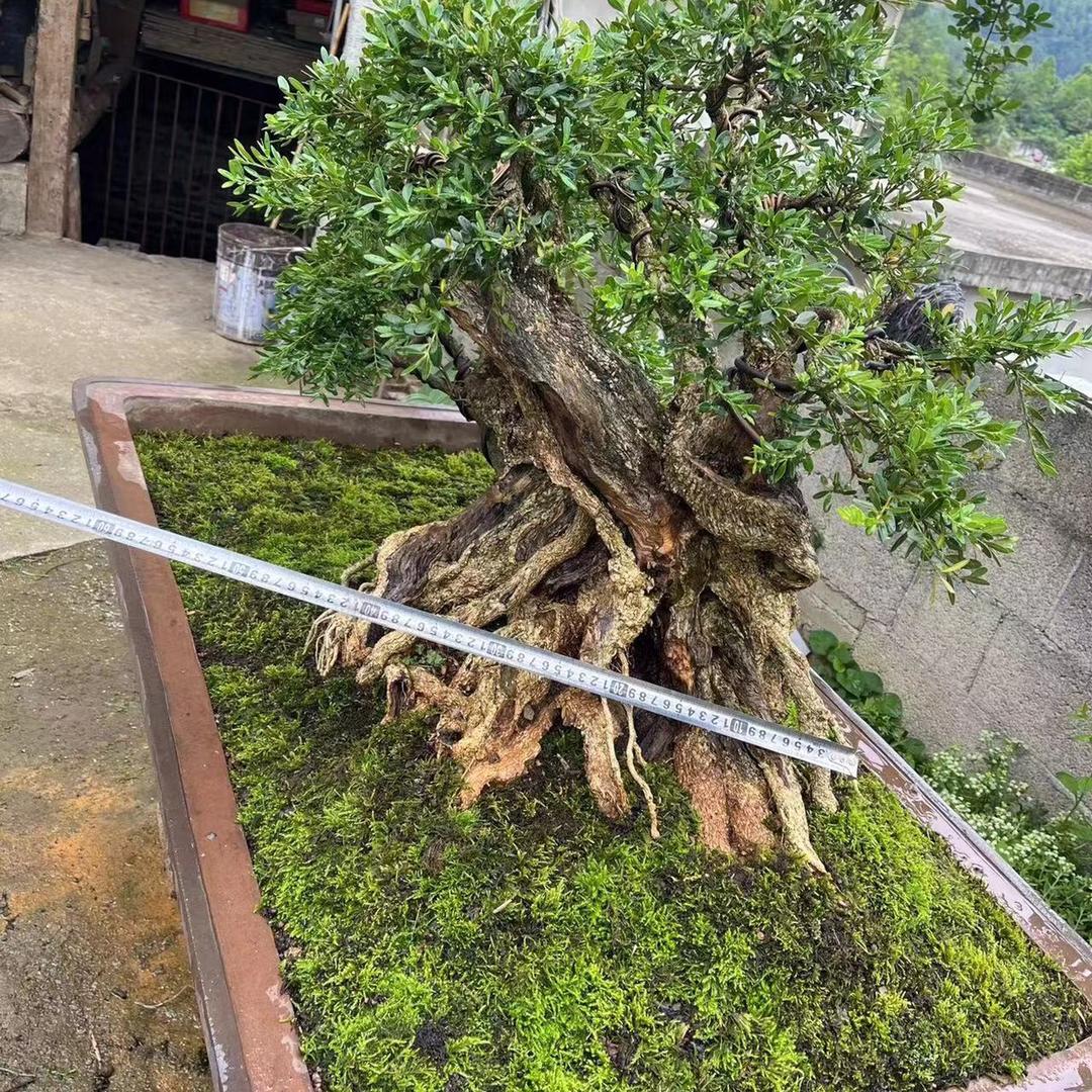 贵州小盆景洪祥老鸦柿