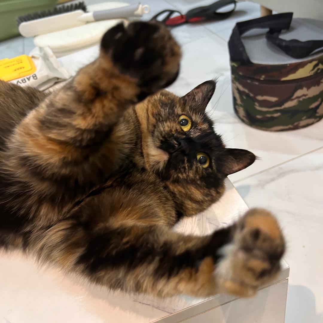 喜子是个小糊猪❤️