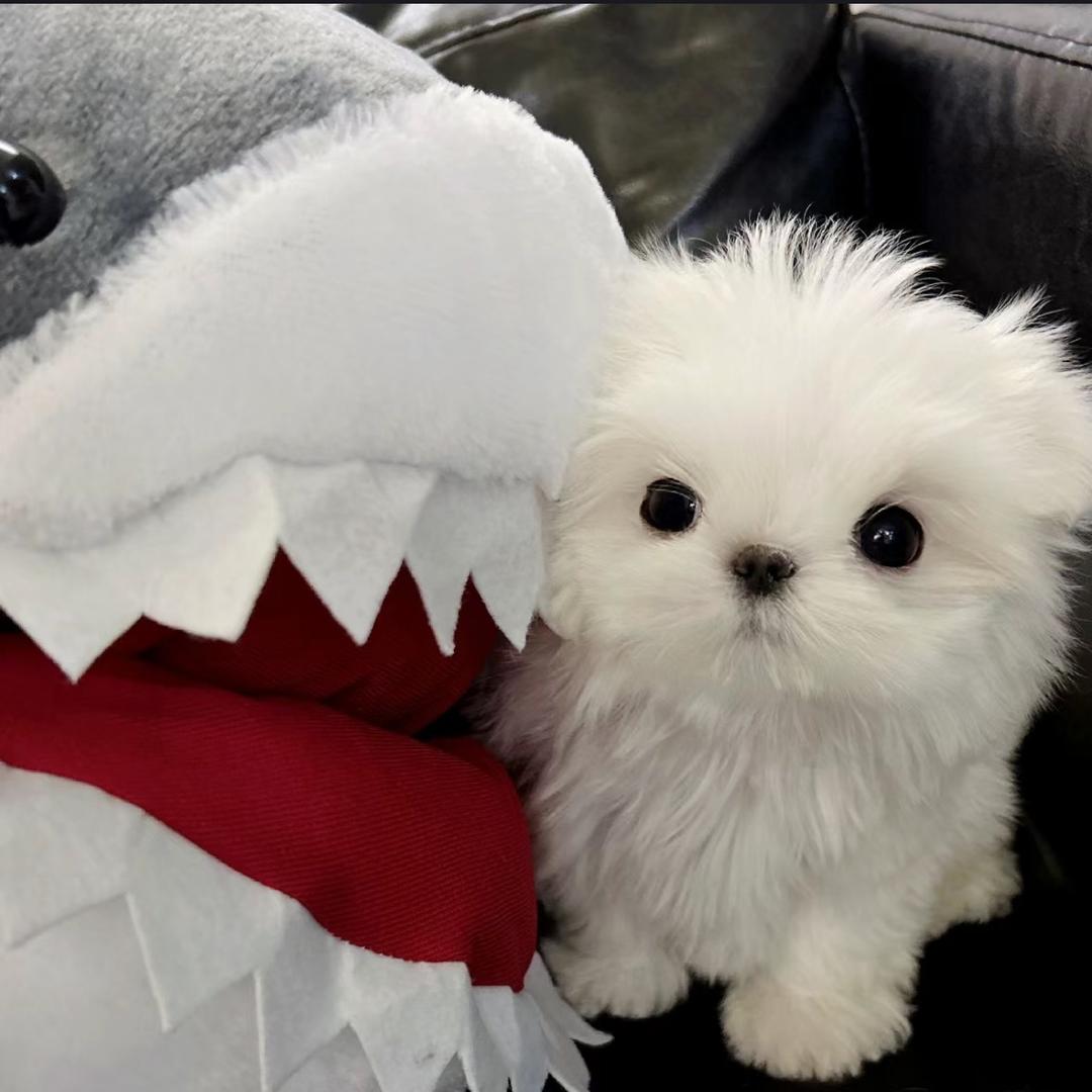 鲨鱼的角