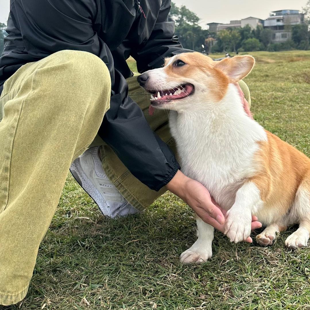 肥肥