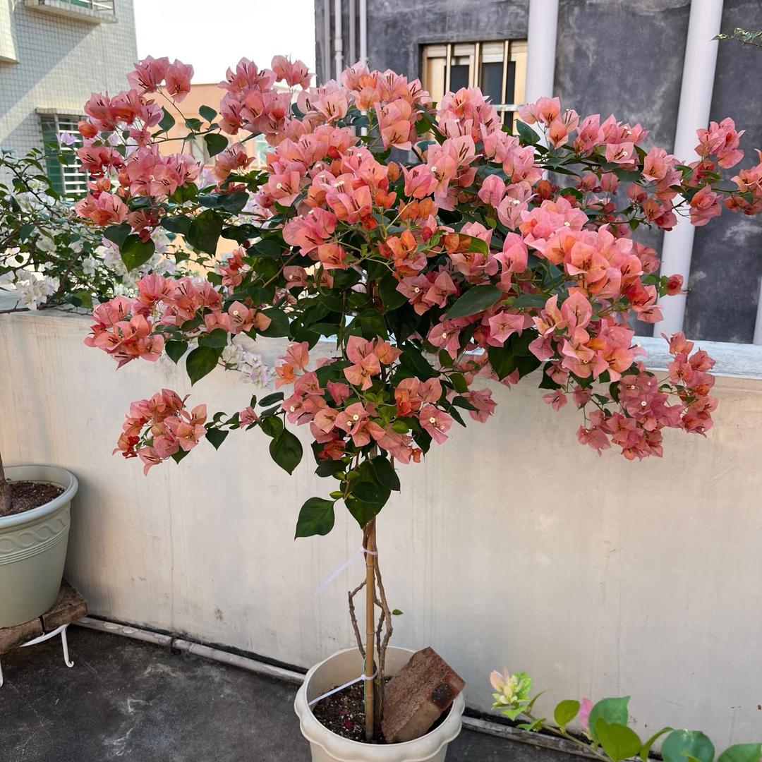 向阳三角梅园艺