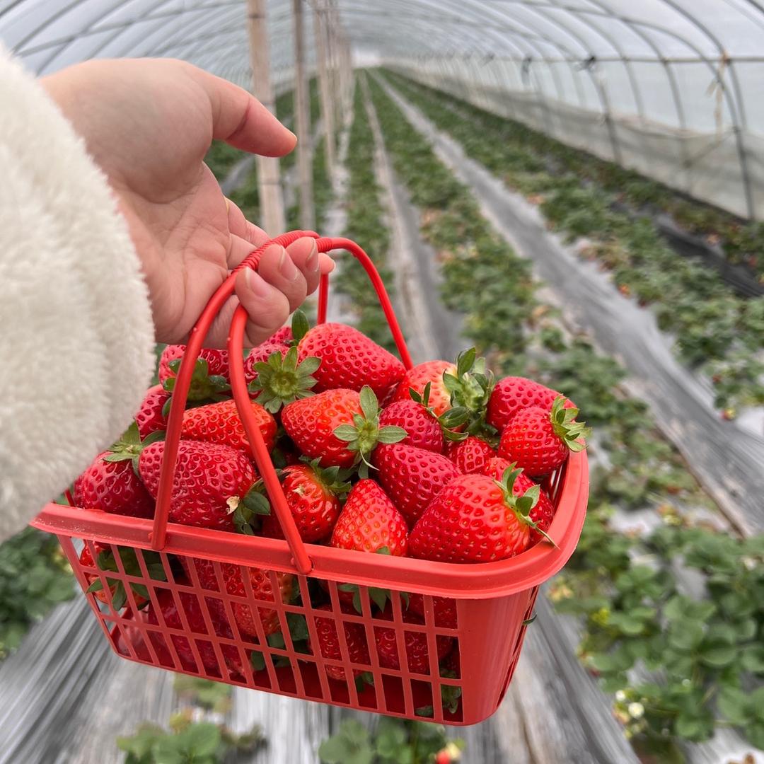 五颗星生态草莓采摘园