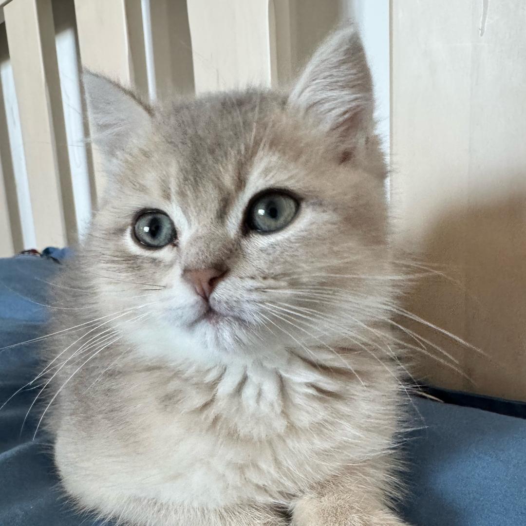 luck猫咪团团圆圆