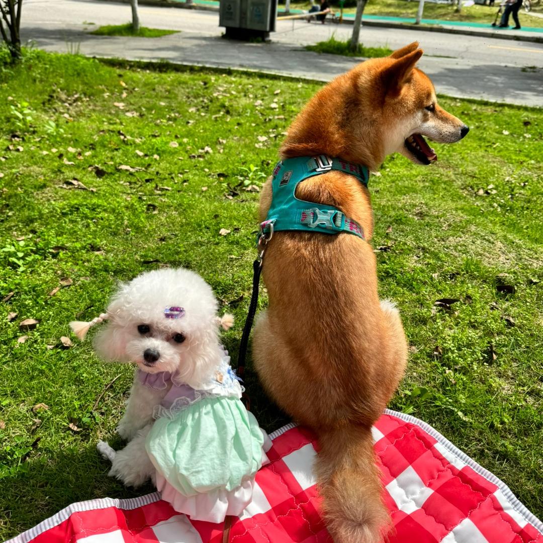 有两只小狗呀🐻🦮