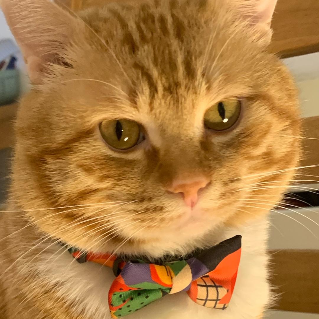 爱猫小吴（不更新的日子是被恶人起诉中）