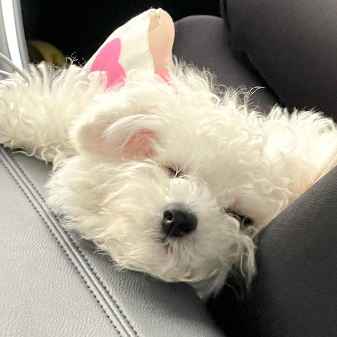 爆爆socute