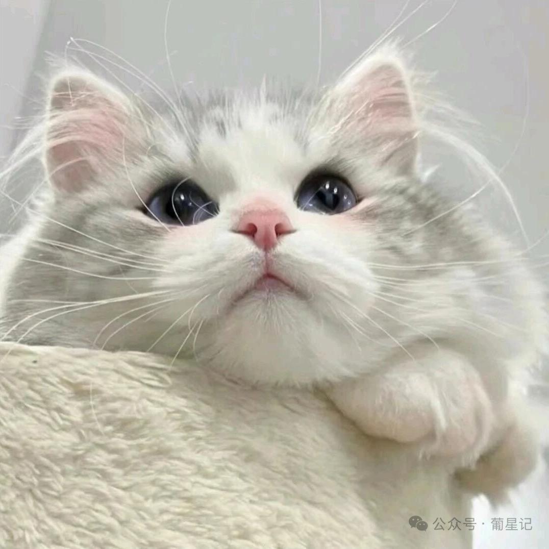 莓烦恼