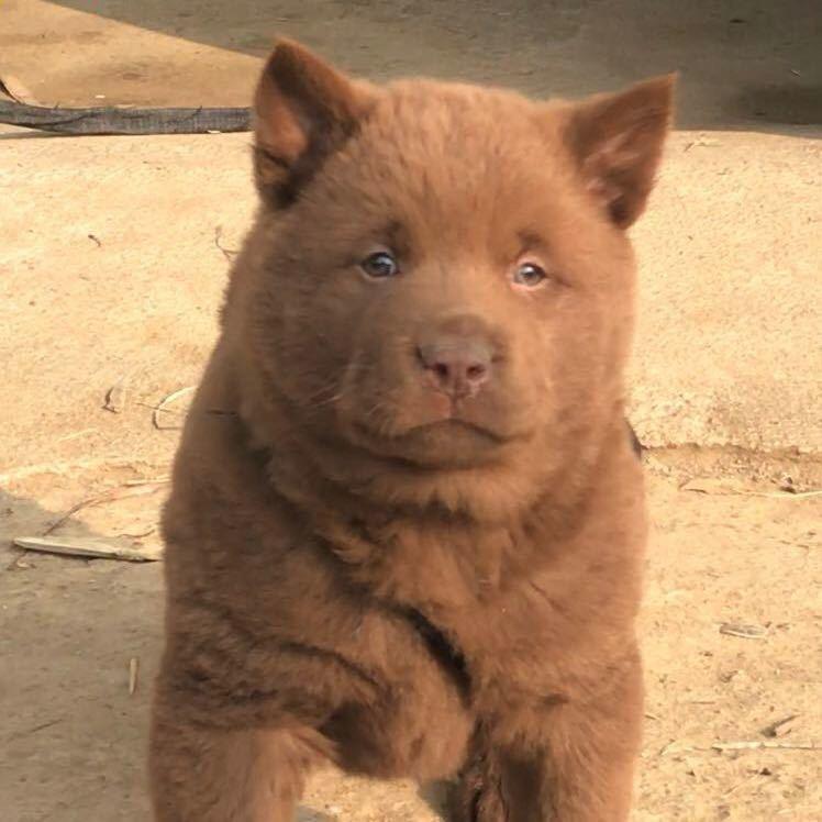 田园犬之家
