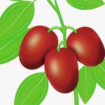 红枣树