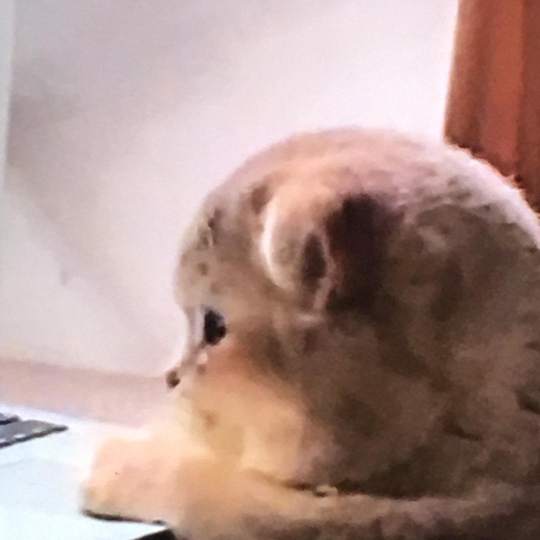 ……..@