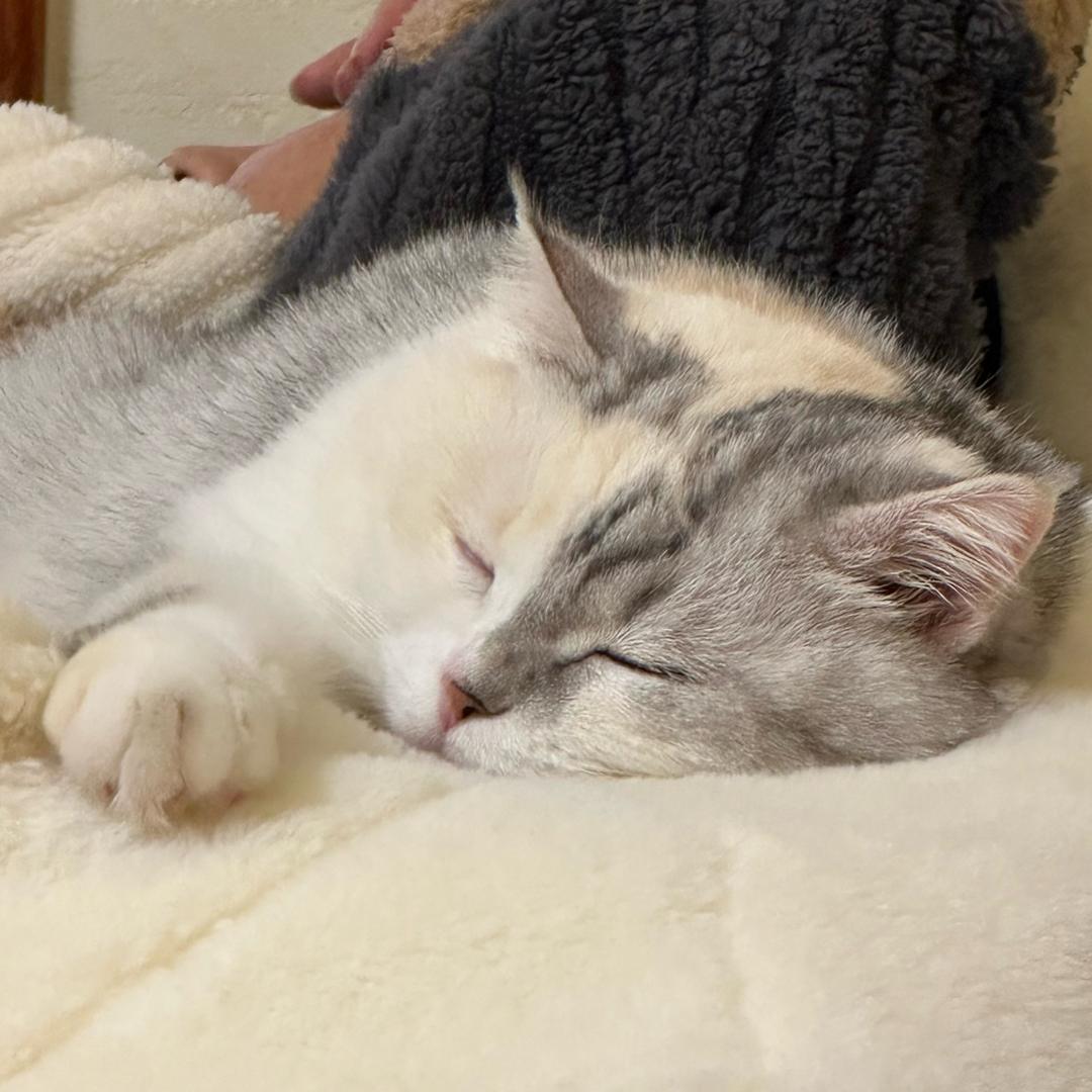 你和猫猫我都爱