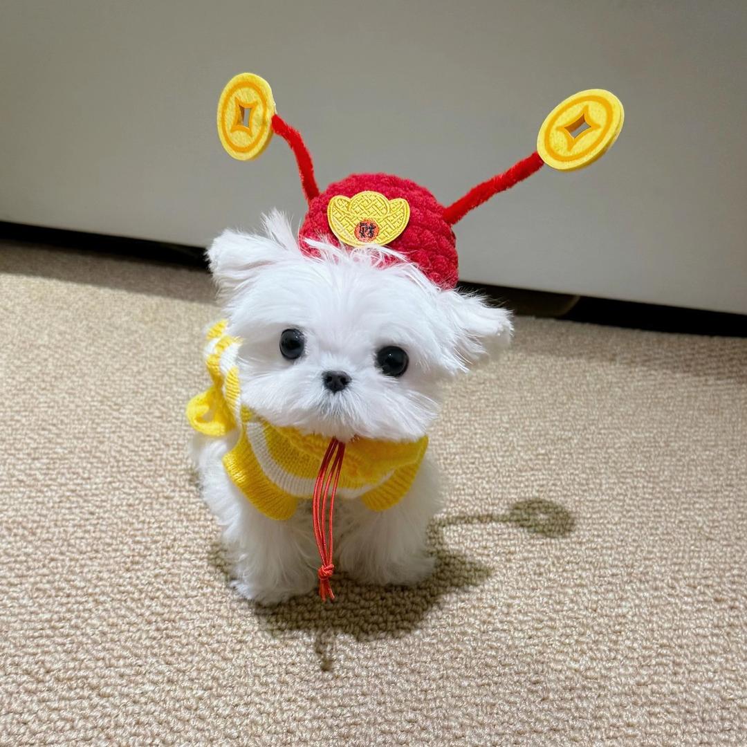 小江今天穿什么