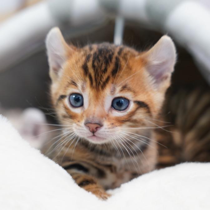 奶虎饲养员-小雨