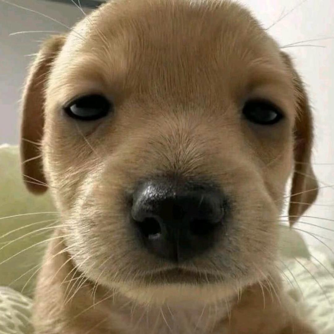 吉哇哇（测评版