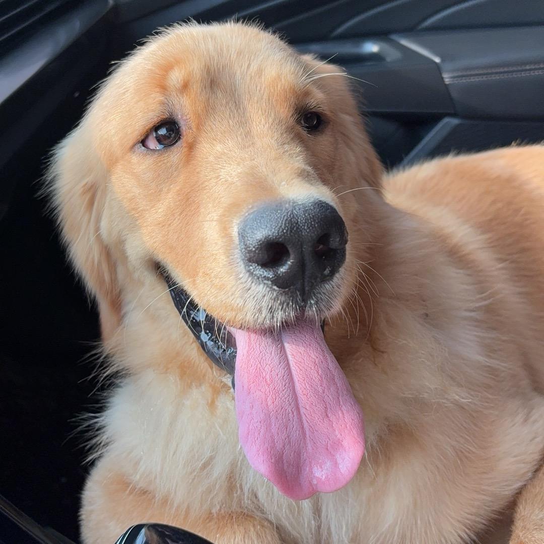 金毛金豆-粪豆战绩可查