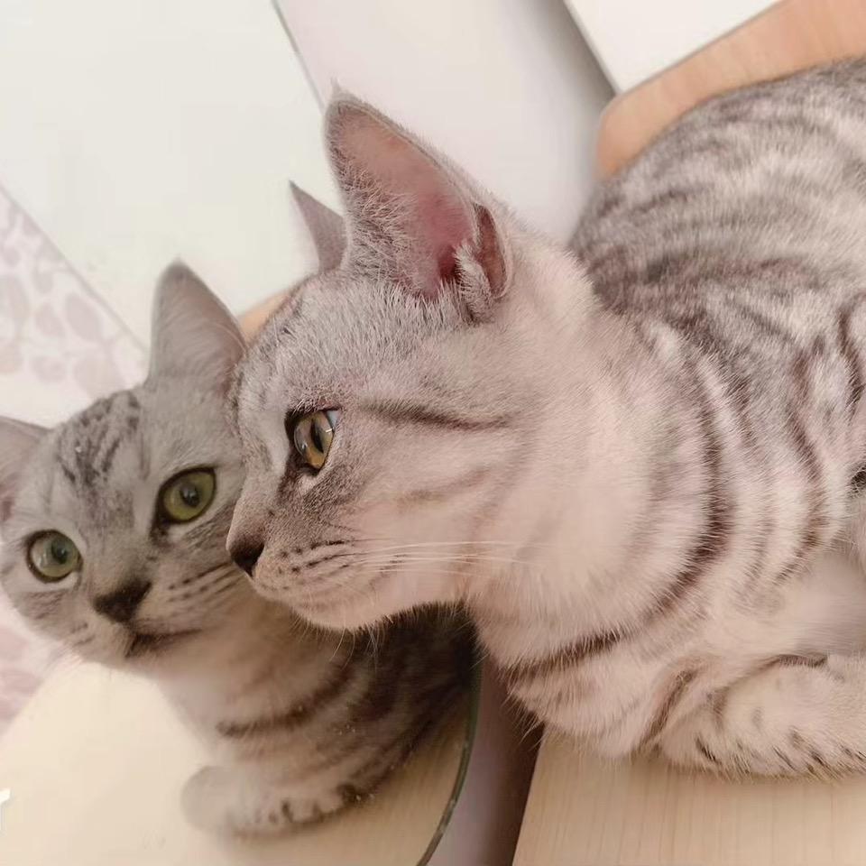 淘淘猫影视