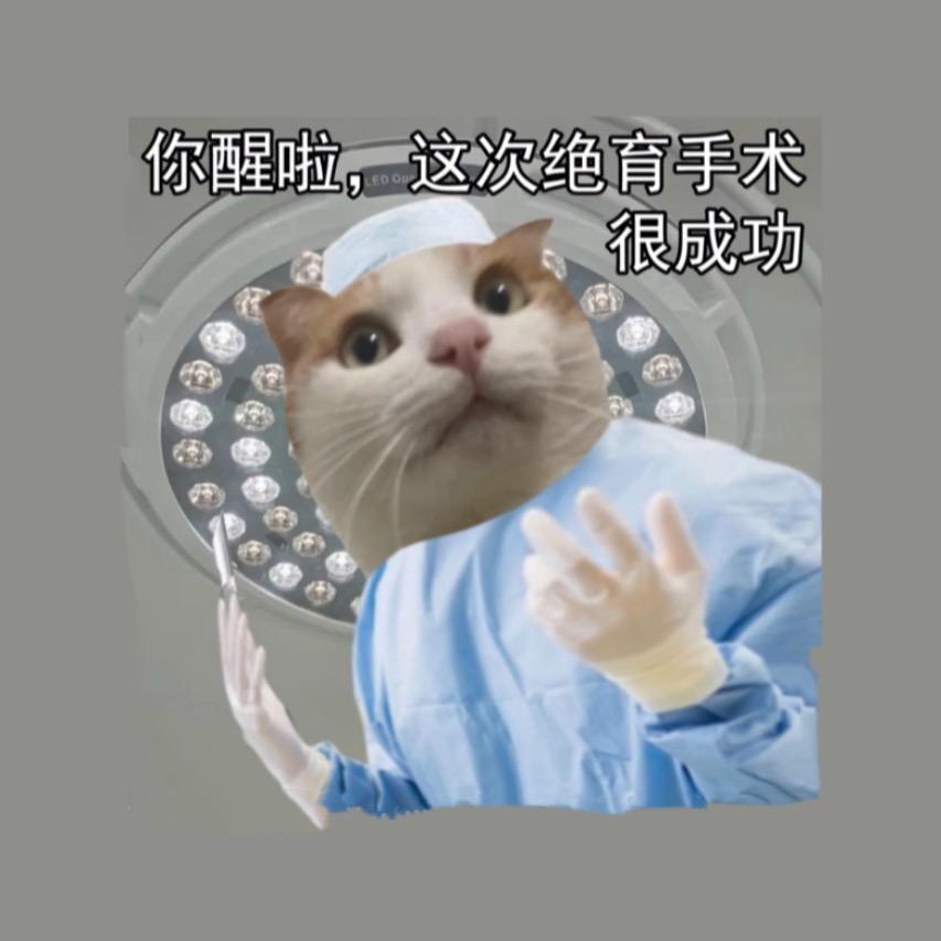 🐈它们也不想流浪
