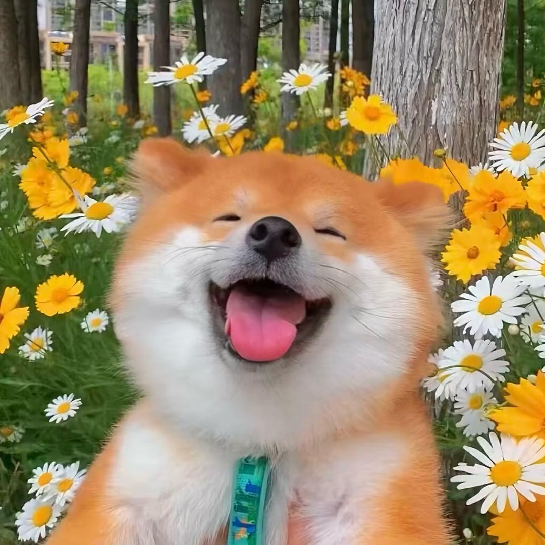 王子阿拉