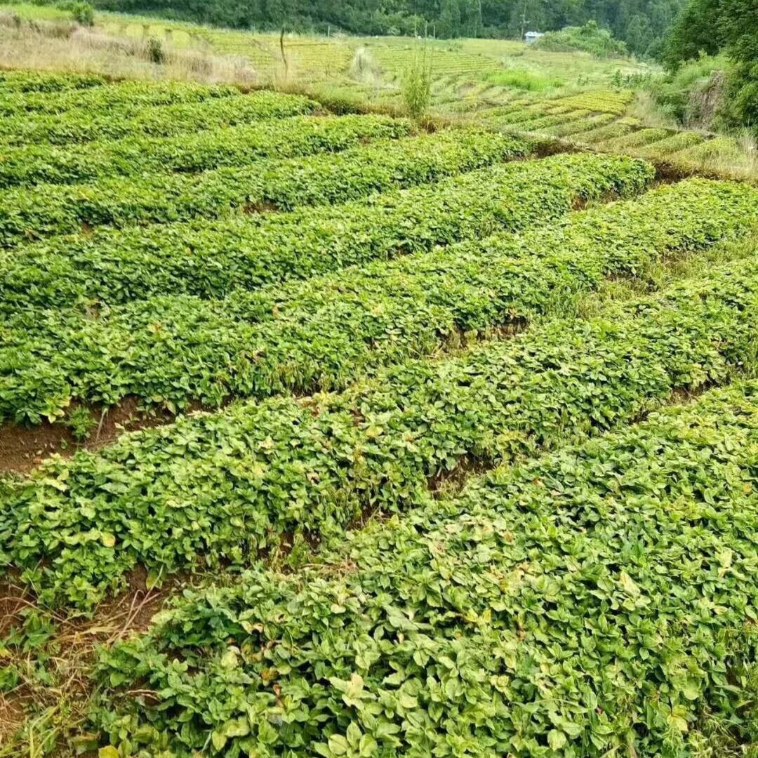 中药材种植-小谭