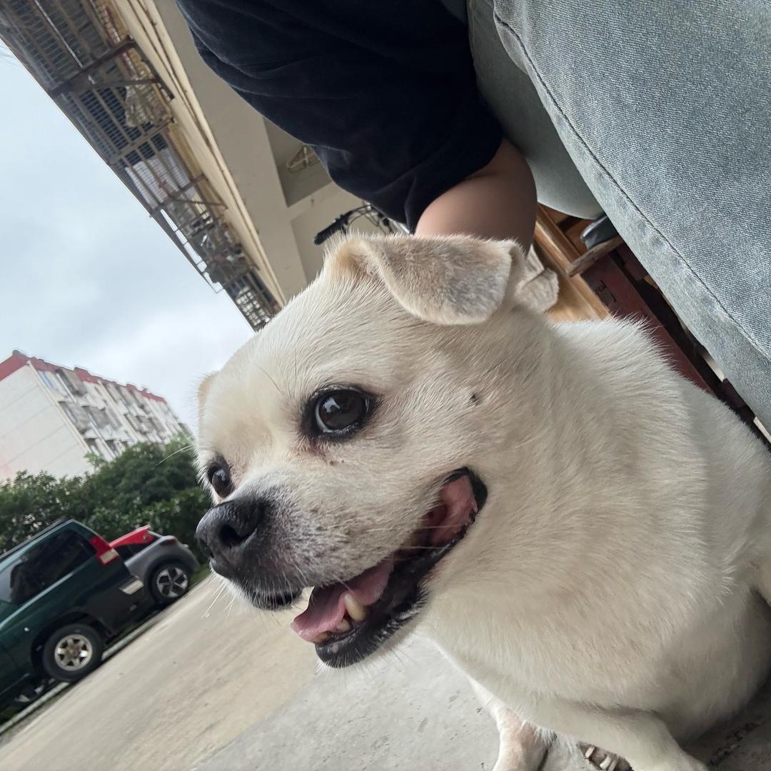 小张晕FuFu💤（万事胜意🍀）