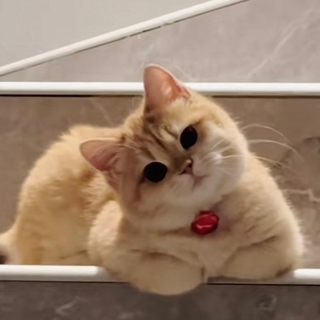 慵懒的猫🐱