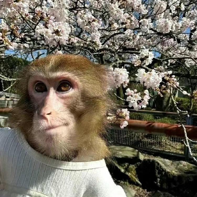 妙蛙崽种