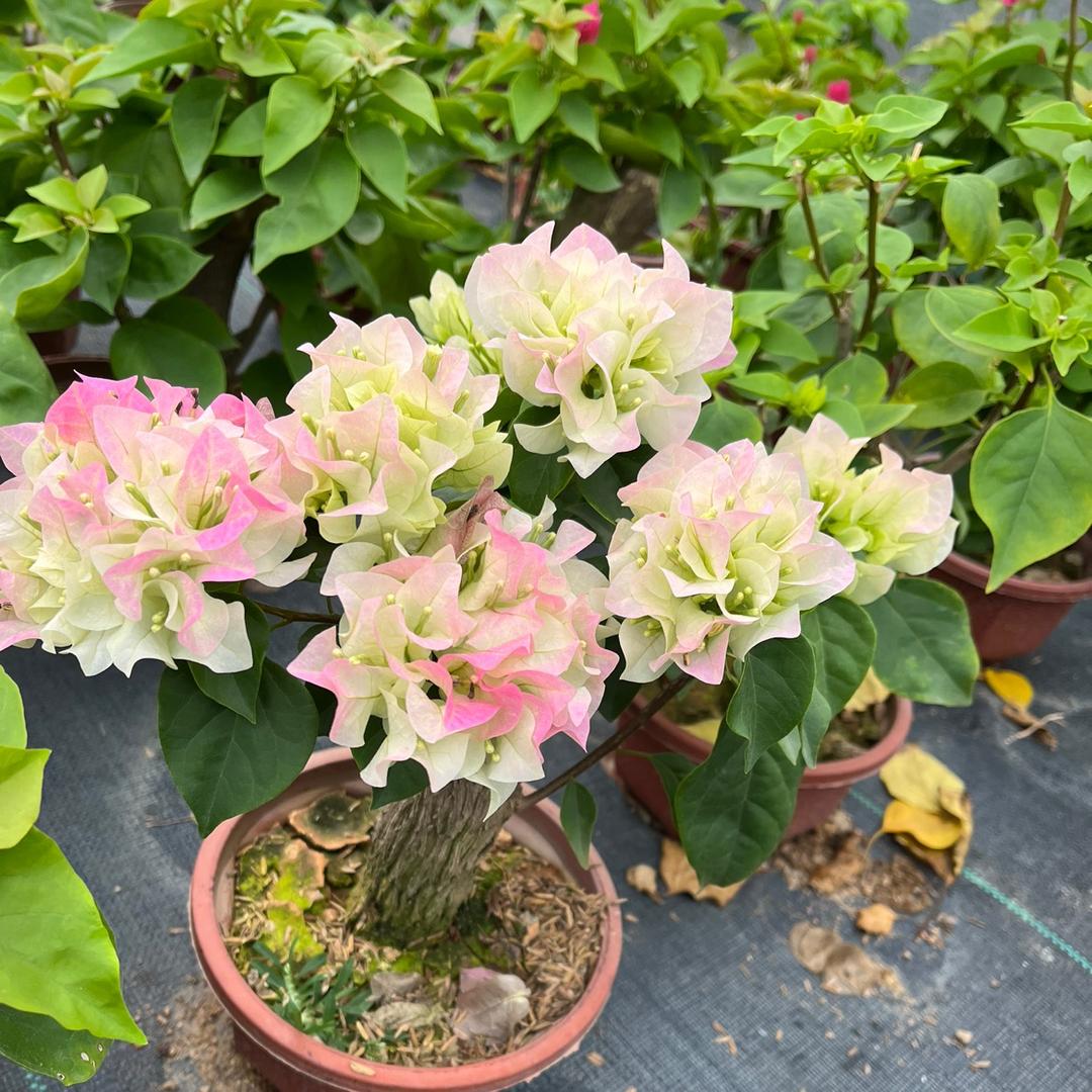 芊辰花卉