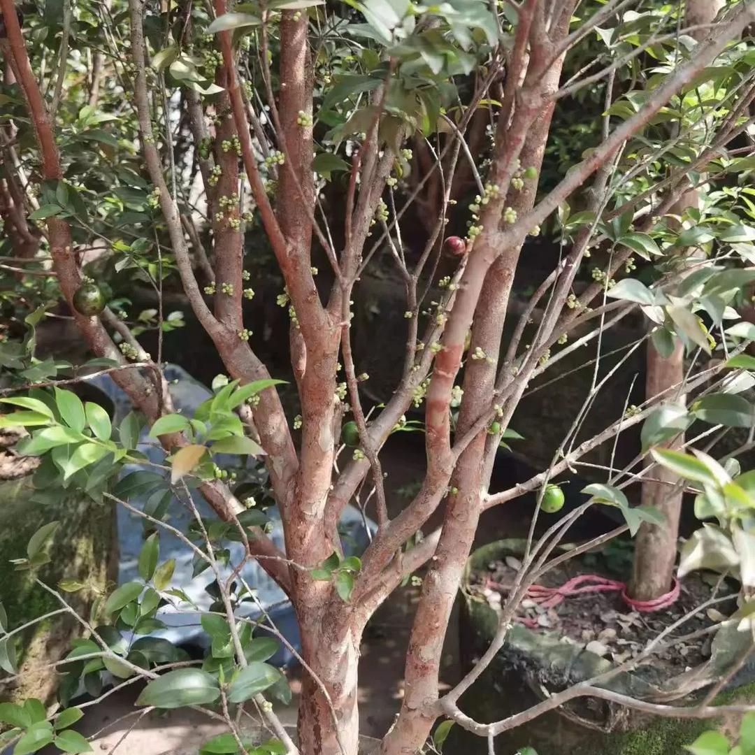 灵山武利三丰果苗场