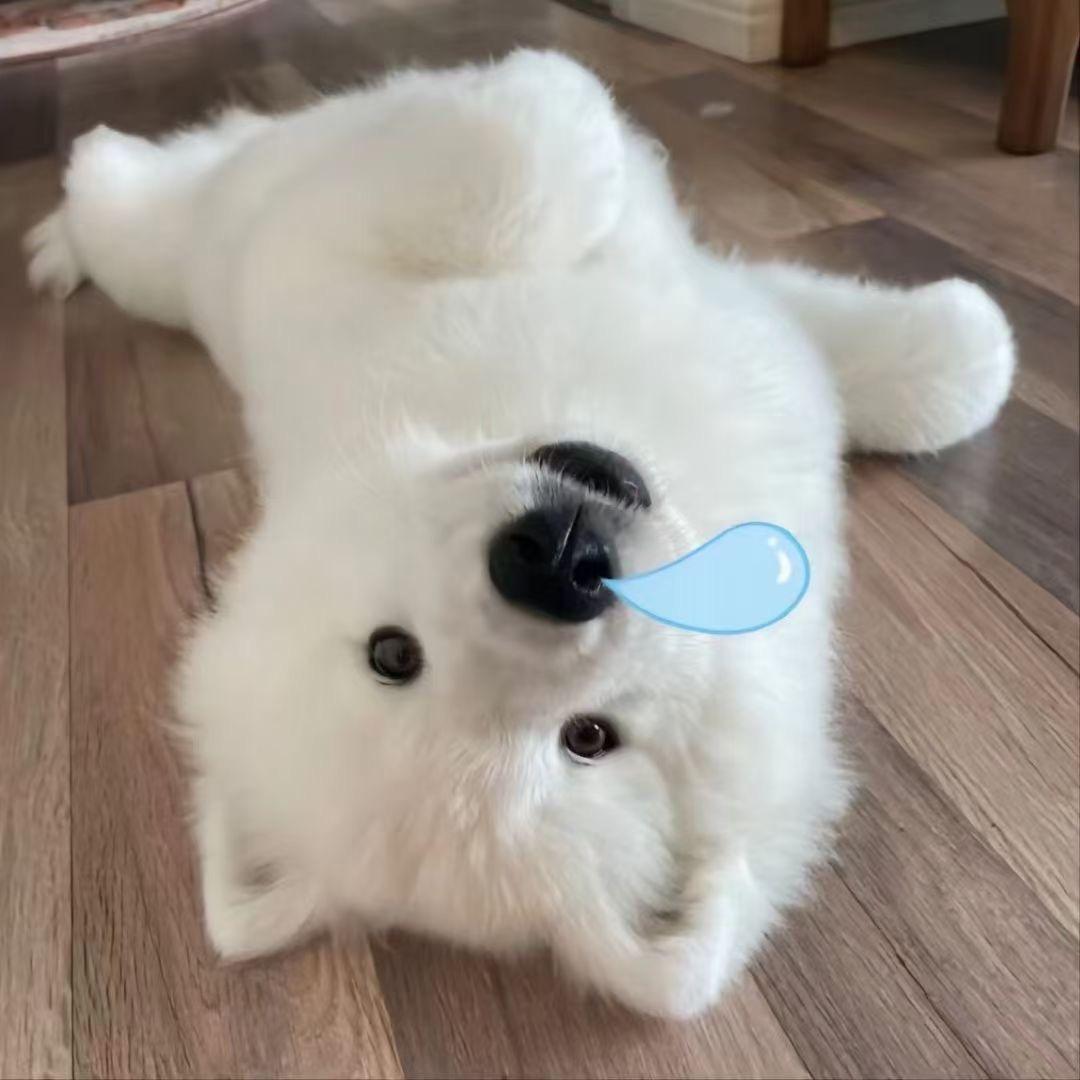 媞楹