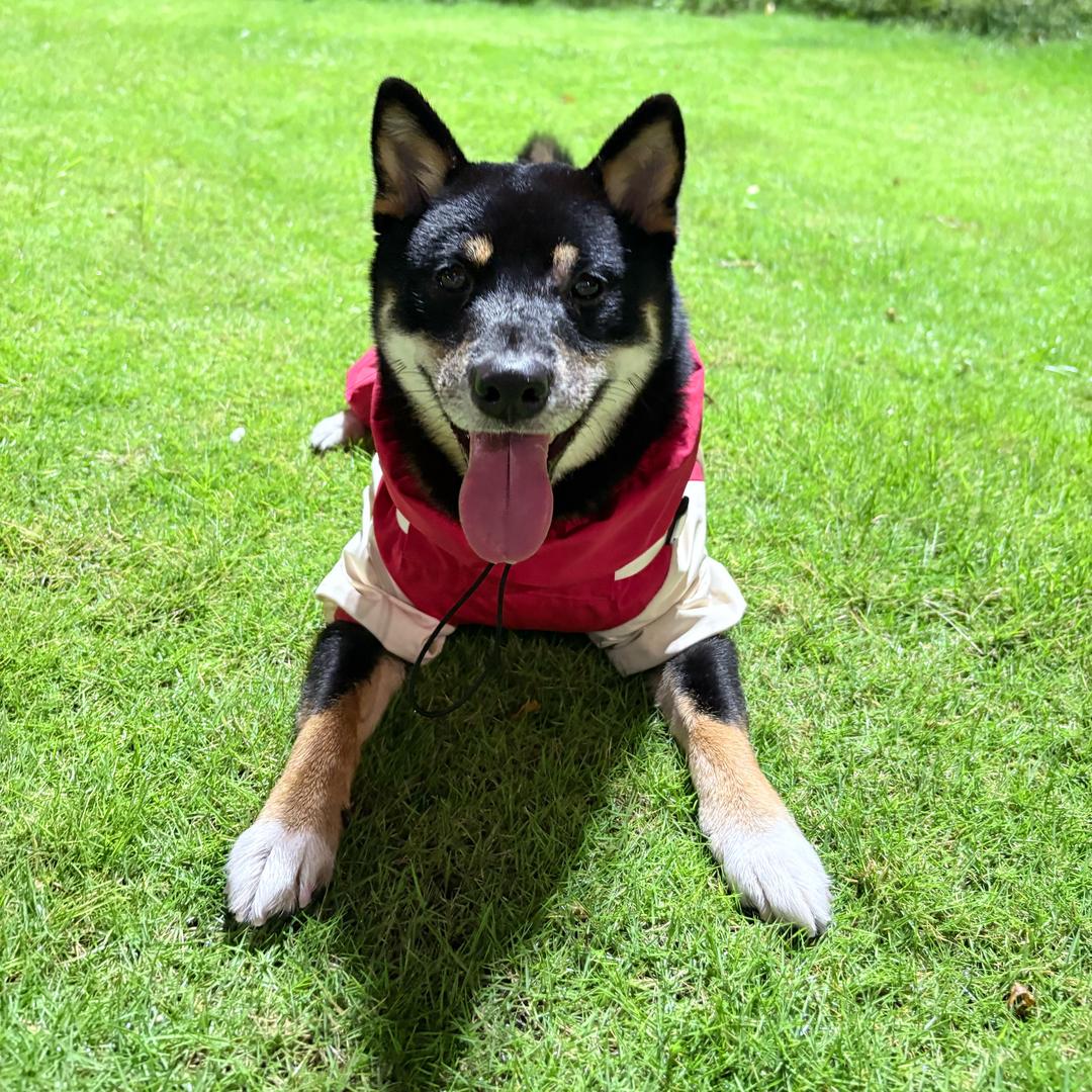 哈哈每天都哈哈🐶