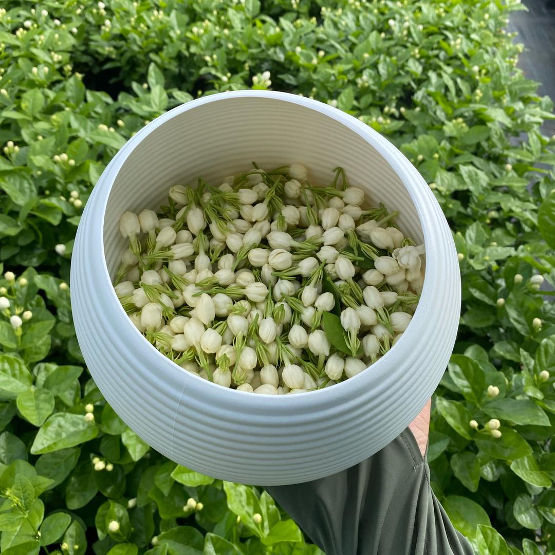 十一的茉莉花园