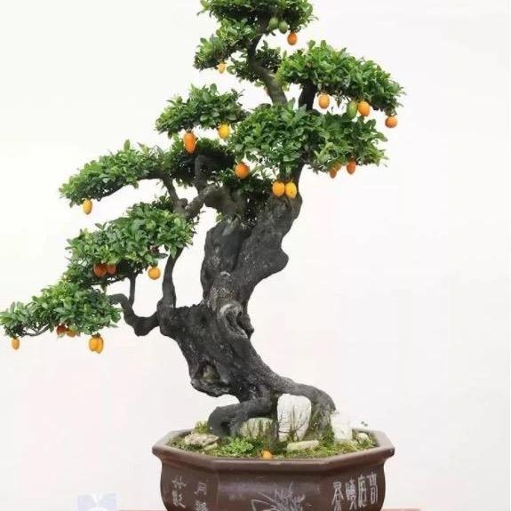 老周盆景艺术