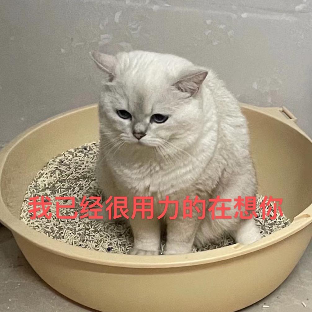 大皮小啾