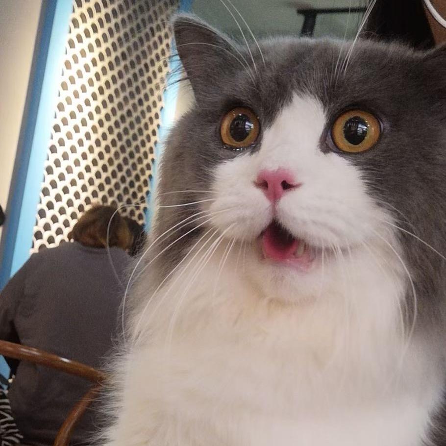 猪猪猪苗条