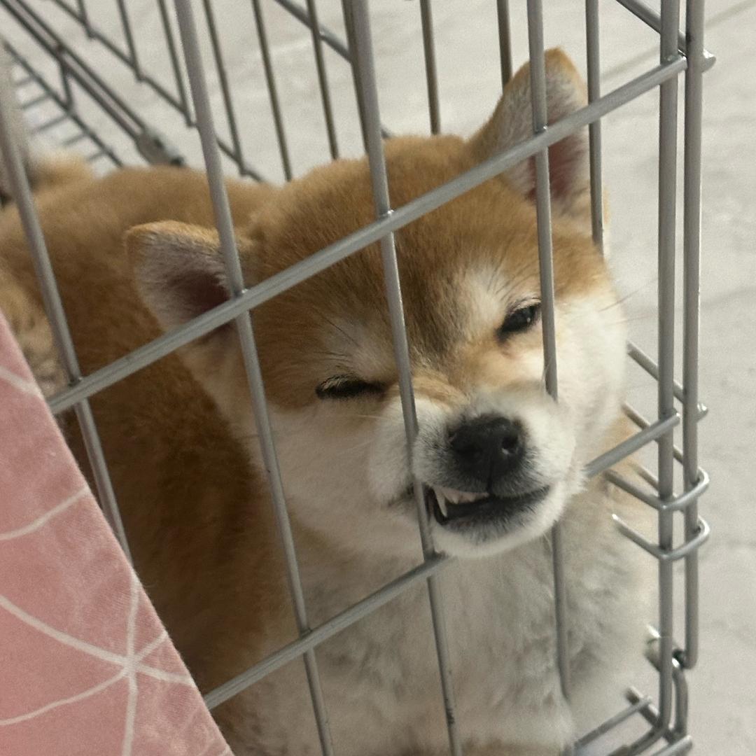 福宝小财柴