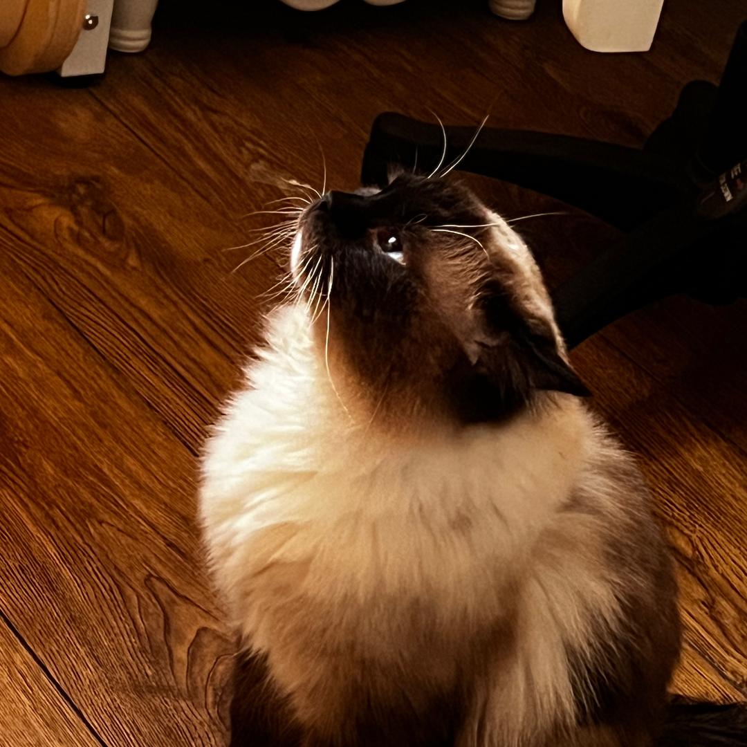 伶俐的棕色狐狸跳过一只懒惰的狗