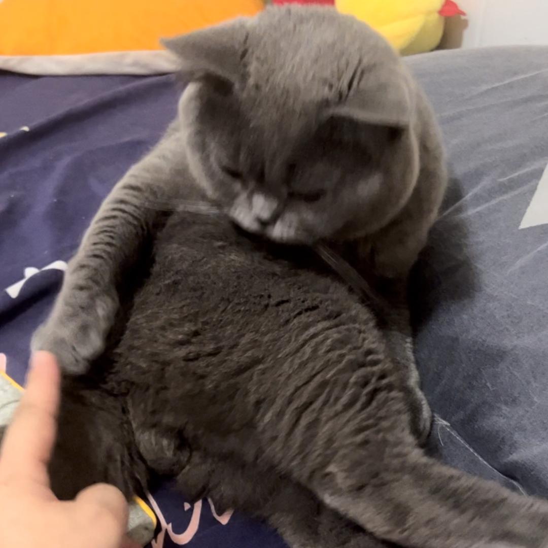 吃猫的鱼