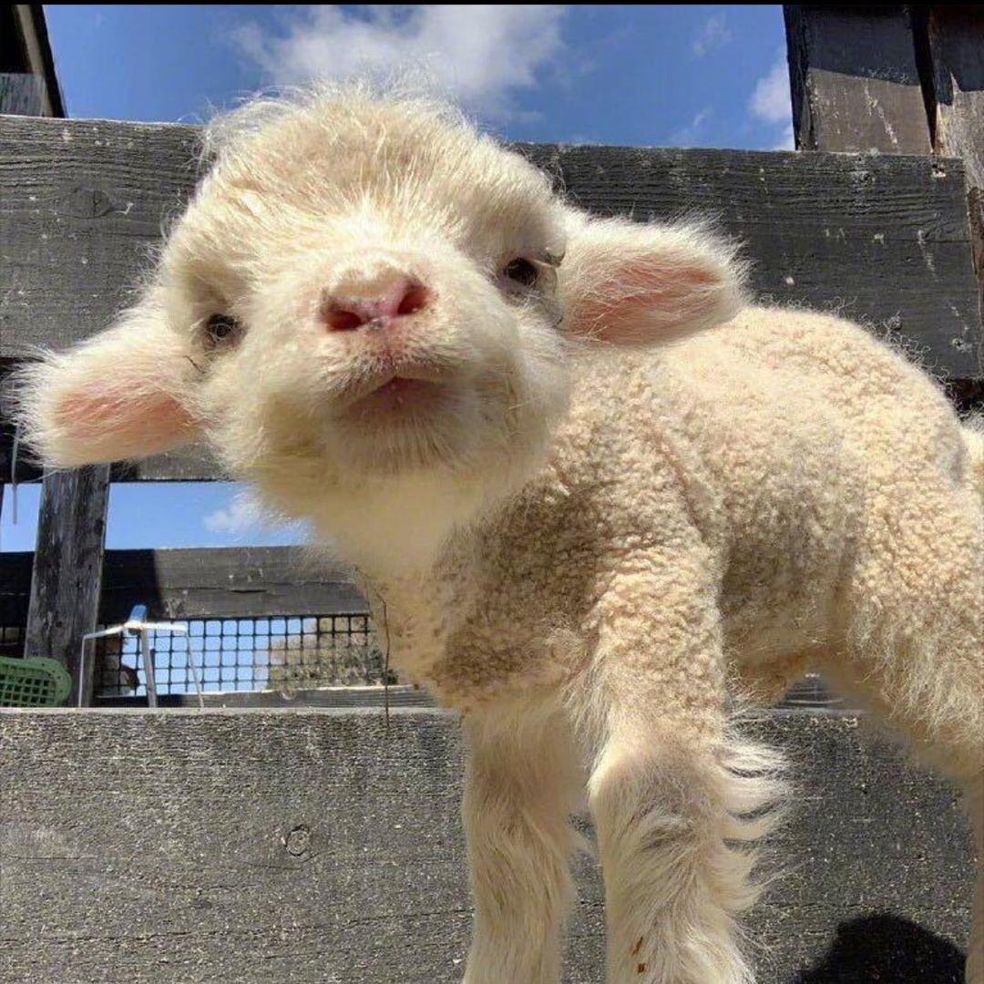 亿点点🐑