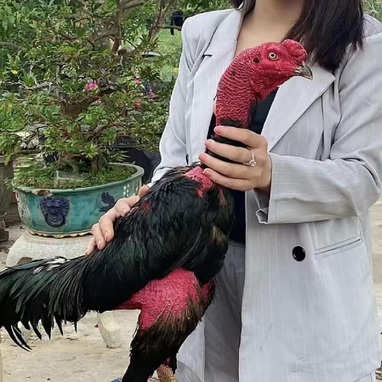老白斗鸡