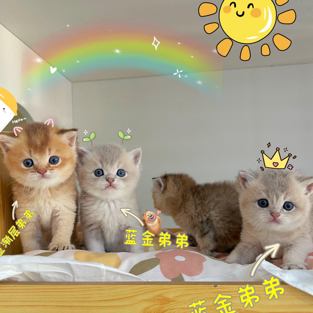 睿祺猫舍_有猫饼