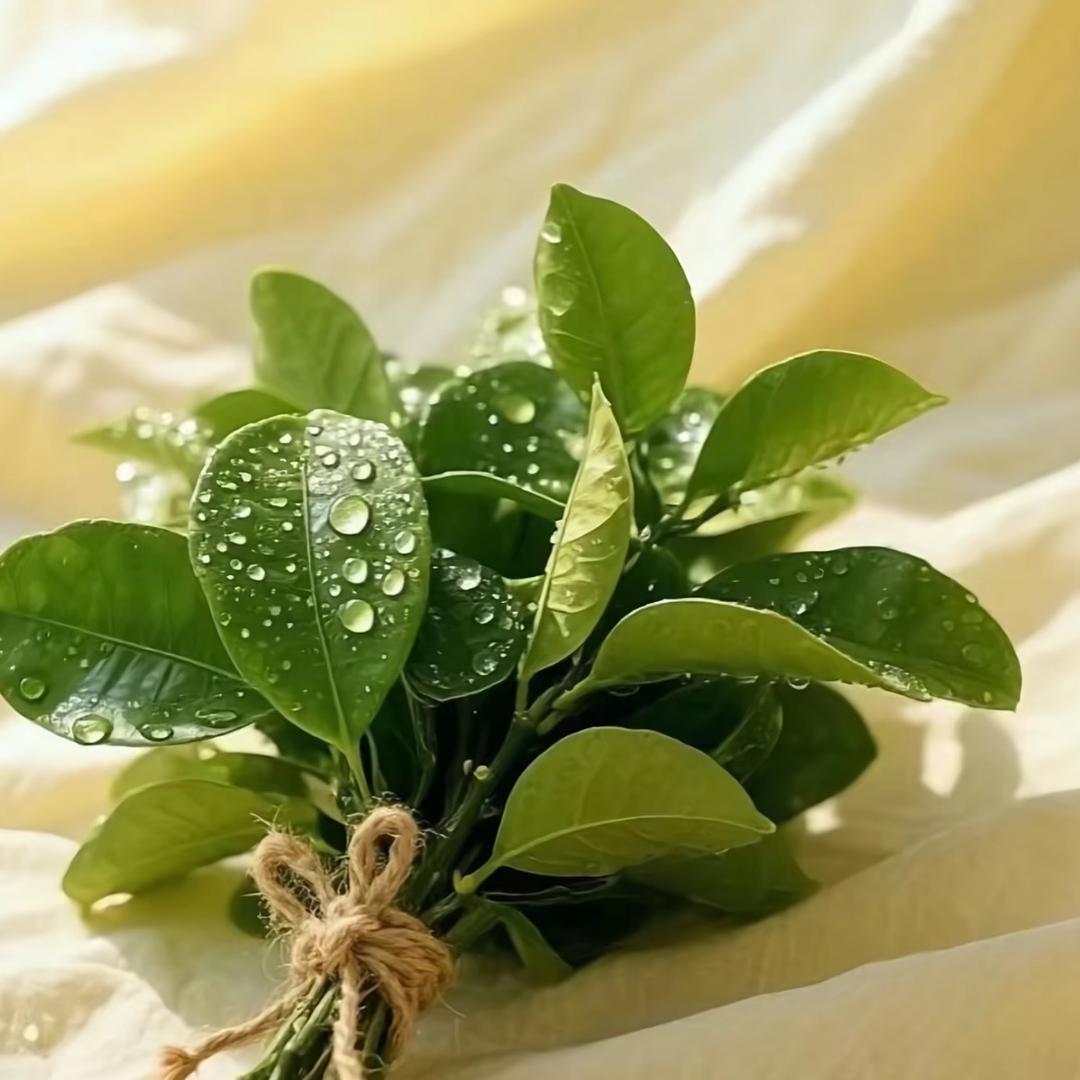 知其不可奈何而安之若命🫥