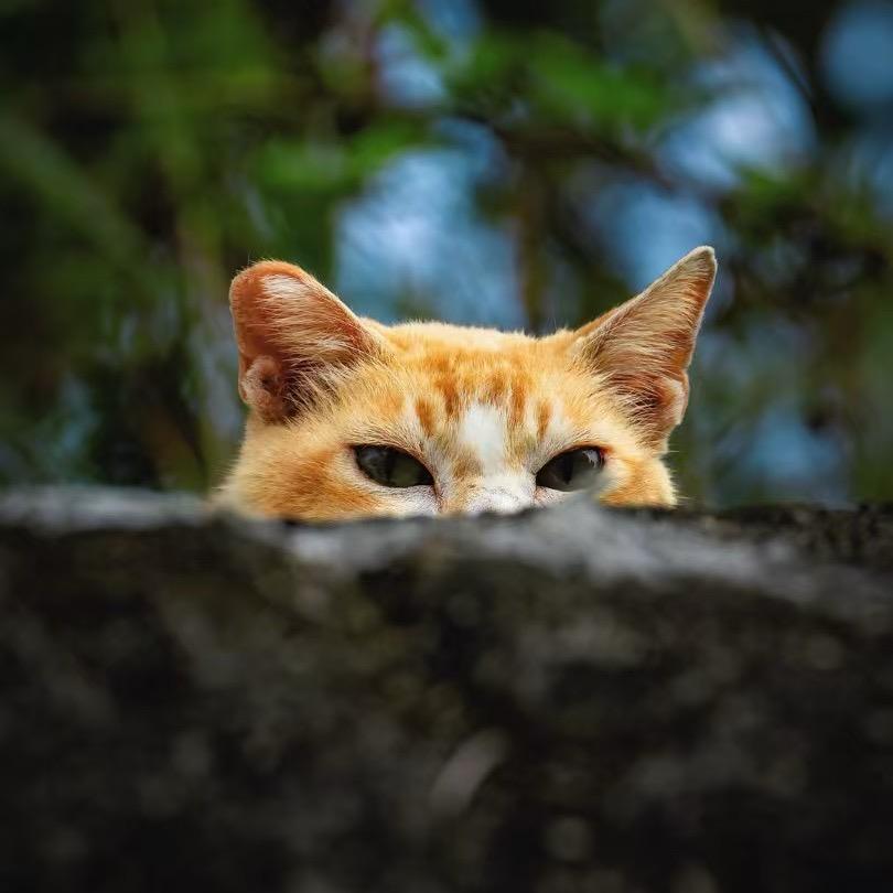 🐱喵🐱