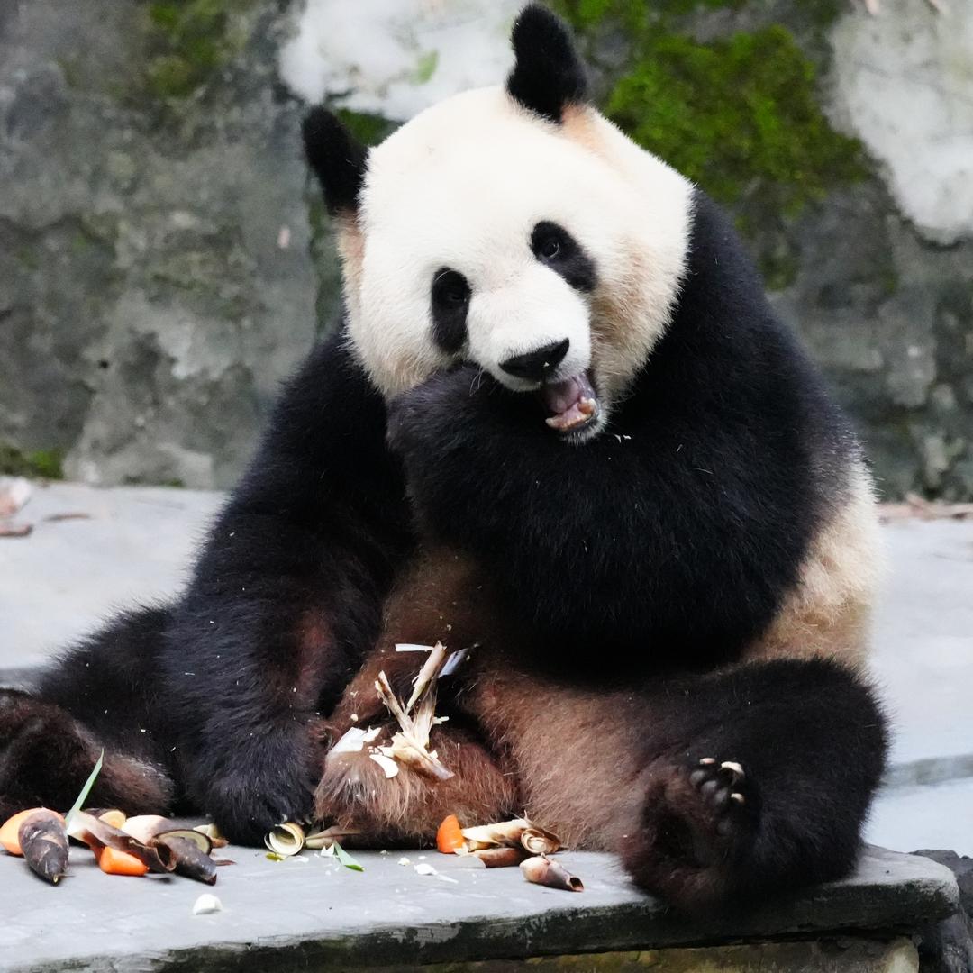 熊猫猫🐼
